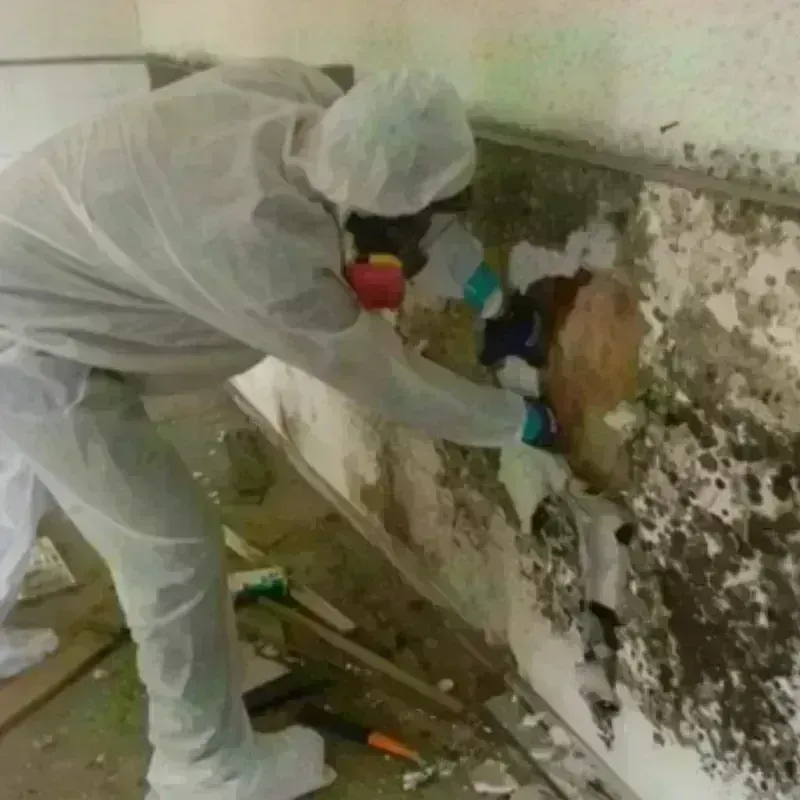 Mold Remediation and Removal in Lowesville, NC